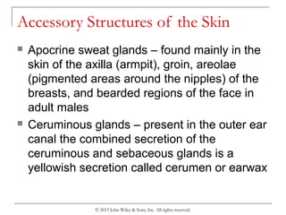 Chapter 5 the integumentary system | PPT