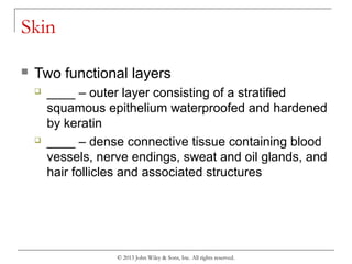 Chapter 5 the integumentary system | PPT