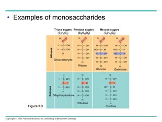 Copyright © 2005 Pearson Education, Inc. publishing as Benjamin Cummings
• Examples of monosaccharides
Triose sugars
(C3H6O3)
Pentose sugars
(C5H10O5)
Hexose sugars
(C6H12O6)
H C OH
H C OH
H C OH
H C OH
H C OH
H C OH
HO C H
H C OH
H C OH
H C OH
H C OH
HO C H
HO C H
H C OH
H C OH
H C OH
H C OH
H C OH
H C OH
H C OH
H C OH
H C OH
C O
C O
H C OH
H C OH
H C OH
HO C H
H C OH
C O
H
H
H
H H H
H
H H H H
H
H H
C C C C
O
O
O
O
Aldoses
Glyceraldehyde
Ribose
Glucose Galactose
Dihydroxyacetone
Ribulose
Ketoses
Fructose
Figure 5.3
 