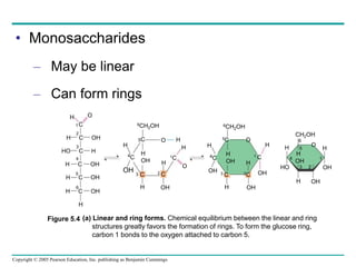 Copyright © 2005 Pearson Education, Inc. publishing as Benjamin Cummings
• Monosaccharides
– May be linear
– Can form rings
H
H C OH
HO C H
H C OH
H C OH
H C
O
C
H
1
2
3
4
5
6
H
OH
4C
6CH2OH 6CH2OH
5C
H
OH
C
H OH
H
2 C
1C
H
O
H
OH
4C
5C
3 C
H
H
OH
OH
H
2C
1 C
OH
H
CH2OH
H
H
OH
HO
H
OH
OH
H
5
3 2
4
(a) Linear and ring forms. Chemical equilibrium between the linear and ring
structures greatly favors the formation of rings. To form the glucose ring,
carbon 1 bonds to the oxygen attached to carbon 5.
OH
3
O H O
O
6
1
Figure 5.4
 