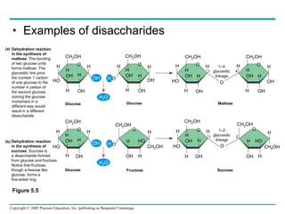 Copyright © 2005 Pearson Education, Inc. publishing as Benjamin Cummings
• Examples of disaccharides
Dehydration reaction
in the synthesis of
maltose. The bonding
of two glucose units
forms maltose. The
glycosidic link joins
the number 1 carbon
of one glucose to the
number 4 carbon of
the second glucose.
Joining the glucose
monomers in a
different way would
result in a different
disaccharide.
Dehydration reaction
in the synthesis of
sucrose. Sucrose is
a disaccharide formed
from glucose and fructose.
Notice that fructose,
though a hexose like
glucose, forms a
five-sided ring.
(a)
(b)
H
HO
H
H
OH H
OH
O H
OH
CH2OH
H
HO
H
H
OH H
OH
O H
OH
CH2OH
H
O
H
H
OH H
OH
O H
OH
CH2OH
H
H2O
H2O
H
H
O
H
HO
H
OH
O
H
CH2OH
CH2OH HO
OH
H
CH2OH
H
OH H
H
HO
OH
H
CH2OH
H
OH H
O
O H
OH
H
CH2OH
H
OH H
O
H
OH
CH2OH
H HO
O
CH2OH
H
H
OH
O
O
1 2
1 4
1–4
glycosidic
linkage
1–2
glycosidic
linkage
Glucose
Glucose Glucose
Fructose
Maltose
Sucrose
OH
H
H
Figure 5.5
 