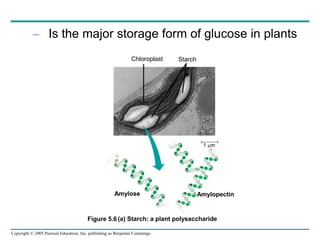 Copyright © 2005 Pearson Education, Inc. publishing as Benjamin Cummings
– Is the major storage form of glucose in plants
Chloroplast Starch
Amylose Amylopectin
1 m
(a) Starch: a plant polysaccharide
Figure 5.6
 