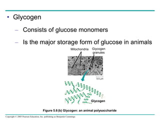Copyright © 2005 Pearson Education, Inc. publishing as Benjamin Cummings
• Glycogen
– Consists of glucose monomers
– Is the major storage form of glucose in animals
Mitochondria Giycogen
granules
0.5 m
(b) Glycogen: an animal polysaccharide
Glycogen
Figure 5.6
 