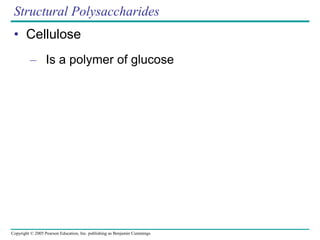 Copyright © 2005 Pearson Education, Inc. publishing as Benjamin Cummings
Structural Polysaccharides
• Cellulose
– Is a polymer of glucose
 