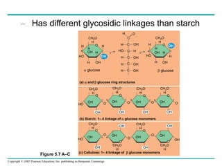 Copyright © 2005 Pearson Education, Inc. publishing as Benjamin Cummings
– Has different glycosidic linkages than starch
(c) Cellulose: 1– 4 linkage of  glucose monomers
H O
O
CH2O
H
H
OH H
H
OH
OH
H
H
HO
4
C
C
C
C
C
C
H
H
H
HO
OH
H
OH
OH
OH
H
O
CH2O
H
H
H
H
OH
OH
H
H
HO
4
OH
CH2O
H
O
OH
OH
HO
4
1
O
CH2O
H
O
OH
OH
O
CH2O
H
O
OH
OH
CH2O
H
O
OH
OH
O O
CH2O
H
O
OH
OH
HO
4
O
1
OH
O
OH OH
O
CH2O
H
O
OH
O OH
O
OH
OH
(a)  and  glucose ring structures
(b) Starch: 1– 4 linkage of  glucose monomers
1
 glucose  glucose
CH2O
H
CH2O
H
1 4 4
1 1
Figure 5.7 A–C
 