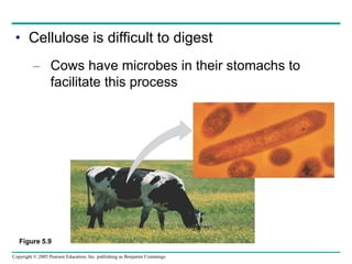 Copyright © 2005 Pearson Education, Inc. publishing as Benjamin Cummings
• Cellulose is difficult to digest
– Cows have microbes in their stomachs to
facilitate this process
Figure 5.9
 