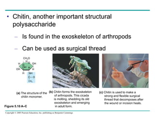 Copyright © 2005 Pearson Education, Inc. publishing as Benjamin Cummings
• Chitin, another important structural
polysaccharide
– Is found in the exoskeleton of arthropods
– Can be used as surgical thread
(a) The structure of the
chitin monomer.
O
CH2O
H
OH
H
H OH
H
NH
C
CH3
O
H
H
(b) Chitin forms the exoskeleton
of arthropods. This cicada
is molting, shedding its old
exoskeleton and emerging
in adult form.
(c) Chitin is used to make a
strong and flexible surgical
thread that decomposes after
the wound or incision heals.
OH
Figure 5.10 A–C
 