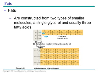 Copyright © 2005 Pearson Education, Inc. publishing as Benjamin Cummings
Fats
• Fats
– Are constructed from two types of smaller
molecules, a single glycerol and usually three
fatty acids
(b) Fat molecule (triacylglycerol)
H H
H H
H
H
H
H
H
H
H
H
H
H
H
H
O
H O H
C
C
C
H
H OH
OH
H
H
H
H
H
H
H
H
H
H
H
H
H
H
H
H
H
C
C
C
C
C
C
C
C
C
C
C
C
C
C
C C
Glycerol
Fatty acid
(palmitic acid)
H
H
H
H
H
H
H
H
H
H
H
H
H
H
H
H
H
H
H
H
H
H
H
H
H
H
H
H
H
H
H
H
H
H
H
H
H
H
H
H
H
H
H
H
H
H
H
H
H
H
H
H
H
H
H
H
H
H
H
H
H
H
H
H
H
H
H
H H H H
H
H
H H
H
H
H
H H H H
H
H
H
H
H
H
H
H
H
H
H
H
H
H
H
H
HO
O
O
O
O
C
C
C C C
C
C
C C C
C
C C C
C
C
C
C C
C
C
C
C
C
C
C
C
C
C
C
C
C
C
C
C
C
C C C
C
C C C
C
C
C
C
C
C
C
C
O
O
(a) Dehydration reaction in the synthesis of a fat
Ester linkage
Figure 5.11
 