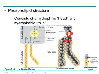Copyright © 2005 Pearson Education, Inc. publishing as Benjamin Cummings
• Phospholipid structure
– Consists of a hydrophilic “head” and
hydrophobic “tails”
CH2
O
P
O O
O
CH2
CH
CH2
O
O
C O C O
Phosphate
Glycerol
(a) Structural formula (b) Space-filling model
Fatty acids
(c) Phospholipid
symbol
Hydrophilic
head
Hydrophobic
tails
–
CH2
Choline
+
Figure 5.13
N(CH3)3
 