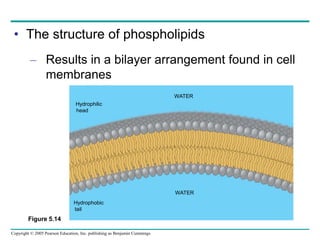 Copyright © 2005 Pearson Education, Inc. publishing as Benjamin Cummings
• The structure of phospholipids
– Results in a bilayer arrangement found in cell
membranes
Hydrophilic
head
WATER
WATER
Hydrophobic
tail
Figure 5.14
 