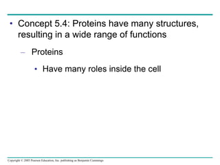 Copyright © 2005 Pearson Education, Inc. publishing as Benjamin Cummings
• Concept 5.4: Proteins have many structures,
resulting in a wide range of functions
– Proteins
• Have many roles inside the cell
 