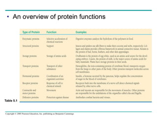 Copyright © 2005 Pearson Education, Inc. publishing as Benjamin Cummings
• An overview of protein functions
Table 5.1
 