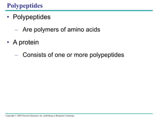 Copyright © 2005 Pearson Education, Inc. publishing as Benjamin Cummings
Polypeptides
• Polypeptides
– Are polymers of amino acids
• A protein
– Consists of one or more polypeptides
 