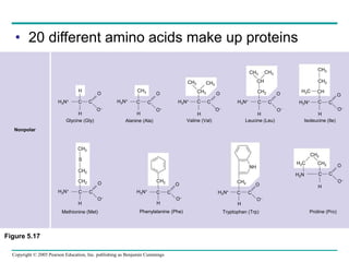 Copyright © 2005 Pearson Education, Inc. publishing as Benjamin Cummings
• 20 different amino acids make up proteins
O
O–
H
H3N+
C C
O
O–
H
CH3
H3N+
C
H
C
O
O–
CH3 CH3
CH3
C C
O
O–
H
H3N+
CH
CH3
CH2
C
H
H3N+
CH3
CH3
CH2
CH
C
H
H3N+ C
CH3
CH2
CH2
C
H3N+
H
C
O
O–
CH2
C
H3N+
H
C
O
O–
CH2
NH
H
C
O
O–
H3N+
C
CH2
H2C
H2N C
CH2
H
C
Nonpolar
Glycine (Gly) Alanine (Ala) Valine (Val) Leucine (Leu) Isoleucine (Ile)
Methionine (Met) Phenylalanine (Phe)
C
O
O–
Tryptophan (Trp) Proline (Pro)
H3C
Figure 5.17
S
O
O–
 