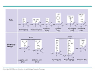 Copyright © 2005 Pearson Education, Inc. publishing as Benjamin Cummings
O–
OH
CH2
C C
H
H3N+
O
O–
H3N+
OH CH3
CH
C C
H
O–
O
SH
CH2
C
H
H3N+
C
O
O–
H3N+ C C
CH2
OH
H H H
H3N+
NH2
CH2
O
C
C C
O
O–
NH2 O
C
CH2
CH2
C C
H3N+
O
O–
O
Polar
Electrically
charged
–O O
C
CH2
C C
H3N+
H
O
O–
O– O
C
CH2
C C
H3N+
H
O
O–
CH2
CH2
CH2
CH2
NH3
+
CH2
C C
H3N+
H
O
O–
NH2
C NH2
+
CH2
CH2
CH2
C C
H3N+
H
O
O–
CH2
NH+
NH
CH2
C C
H3N+
H
O
O–
Serine (Ser) Threonine (Thr)
Cysteine
(Cys)
Tyrosine
(Tyr)
Asparagine
(Asn)
Glutamine
(Gln)
Acidic Basic
Aspartic acid
(Asp)
Glutamic acid
(Glu)
Lysine (Lys) Arginine (Arg) Histidine (His)
 