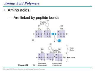 Copyright © 2005 Pearson Education, Inc. publishing as Benjamin Cummings
Amino Acid Polymers
• Amino acids
– Are linked by peptide bonds
OH
DESMOSOMES
DESMOSOMES
DESMOSOMES
OH
CH2
C
N
H
C
H O
H OH OH
Peptide
bond
OH
OH
OH
H H
H
H
H
H
H
H
H
H H
H
N
N N
N N
SH
Side
chains
SH
O
O
O O O
H2O
CH2 CH2
CH2 CH2 CH2
C C C C C C
C C
C C
Peptide
bond
Amino end
(N-terminus)
Backbone
(a)
Figure 5.18 (b)
Carboxyl end
(C-terminus)
 