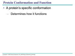Copyright © 2005 Pearson Education, Inc. publishing as Benjamin Cummings
Protein Conformation and Function
• A protein’s specific conformation
– Determines how it functions
 