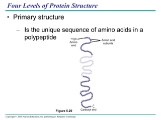 Copyright © 2005 Pearson Education, Inc. publishing as Benjamin Cummings
Four Levels of Protein Structure
• Primary structure
– Is the unique sequence of amino acids in a
polypeptide
Figure 5.20
–
Amino acid
subunits
+H3N
Amino
end
o
Carboxyl end
o
c
GlyProThrGly
Thr
Gly
Glu
Seu
Lys
Cys
Pro
Leu
Met
Val
Lys
Val
Leu
Asp
AlaVal ArgGly
Ser
Pro
Ala
Gly
lle
Ser
ProPheHisGluHis
Ala
Glu
Val
Val
Phe
Thr
Ala
Asn
Asp
Ser
GlyPro
Arg
Arg
Tyr
Thr
lle
Ala
Ala
Leu
Leu
Ser
Pro
Tyr
Ser
Tyr
Ser
Thr
Thr
Ala
Val
Val
Thr
AsnPro
LysGlu
Thr
Lys
Ser
Tyr
Trp
Lys
Ala
Leu
GluLle Asp
 