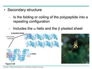 Copyright © 2005 Pearson Education, Inc. publishing as Benjamin Cummings
O C  helix
 pleated sheet
Amino acid
subunits N
C
H
C
O
C N
H
C
O H
R
C N
H
C
O H
C
R
N
H
H
R
C
O
R
C
H
N
H
C
O H
N
C
O
R
C
H
N
H
H
C
R
C
O
C
O
C
N
H
H
R
C
C
O
N
H
H
C
R
C
O
N
H
R
C
H C
O
N
H
H
C
R
C
O
N
H
R
C
H C
O
N
H
H
C
R
C
O
N H
H C R
N H
O
O C N
C
R
C
H O
C
H
R
N H
O C
R
C
H
N H
O C
H C R
N H
C
C
N
R
H
O C
H C R
N H
O C
R
C
H
H
C
R
N
H
C
O
C
N
H
R
C
H C
O
N
H
C
• Secondary structure
– Is the folding or coiling of the polypeptide into a
repeating configuration
– Includes the  helix and the  pleated sheet
H H
Figure 5.20
 