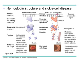 Copyright © 2005 Pearson Education, Inc. publishing as Benjamin Cummings
• Hemoglobin structure and sickle-cell disease
Fibers of abnormal
hemoglobin
deform cell into
sickle shape.
Primary
structure
Secondary
and tertiary
structures
Quaternary
structure
Function
Red blood
cell shape
Hemoglobin A
Molecules do
not associate
with one
another, each
carries oxygen.
Normal cells are
full of individual
hemoglobin
molecules, each
carrying oxygen




10 m 10 m




Primary
structure
Secondary
and tertiary
structures
Quaternary
structure
Function
Red blood
cell shape
Hemoglobin S
Molecules
interact with
one another to
crystallize into a
fiber, capacity to
carry oxygen is
greatly reduced.
 subunit  subunit
1 2 3 4 5 6 7 3 4 5 6 7
2
1
Normal hemoglobin Sickle-cell hemoglobin
. . .
. . .
Figure 5.21
Exposed
hydrophobic
region
Val Thr
His Leu Pro Glul Glu Val His Leu Thr Pro Val Glu
 