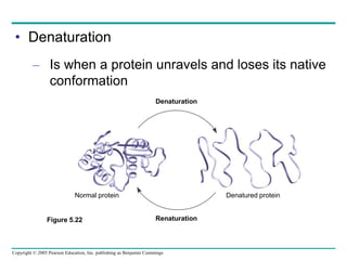 Copyright © 2005 Pearson Education, Inc. publishing as Benjamin Cummings
• Denaturation
– Is when a protein unravels and loses its native
conformation
Denaturation
Renaturation
Denatured protein
Normal protein
Figure 5.22
 