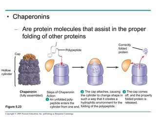 Copyright © 2005 Pearson Education, Inc. publishing as Benjamin Cummings
• Chaperonins
– Are protein molecules that assist in the proper
folding of other proteins
Hollow
cylinder
Cap
Chaperonin
(fully assembled)
Steps of Chaperonin
Action:
An unfolded poly-
peptide enters the
cylinder from one end.
The cap attaches, causing
the cylinder to change shape in
such a way that it creates a
hydrophilic environment for the
folding of the polypeptide.
The cap comes
off, and the properly
folded protein is
released.
Correctly
folded
protein
Polypeptide
2
1
3
Figure 5.23
 