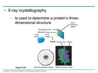 Copyright © 2005 Pearson Education, Inc. publishing as Benjamin Cummings
• X-ray crystallography
– Is used to determine a protein’s three-
dimensional structure X-ray
diffraction
pattern
Photographic film
Diffracted X-rays
X-ray
source
X-ray
beam
Crystal Nucleic acid Protein
(a) X-ray diffraction pattern (b) 3D computer model
Figure 5.24
 