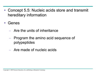 Copyright © 2005 Pearson Education, Inc. publishing as Benjamin Cummings
• Concept 5.5: Nucleic acids store and transmit
hereditary information
• Genes
– Are the units of inheritance
– Program the amino acid sequence of
polypeptides
– Are made of nucleic acids
 