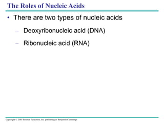 Copyright © 2005 Pearson Education, Inc. publishing as Benjamin Cummings
The Roles of Nucleic Acids
• There are two types of nucleic acids
– Deoxyribonucleic acid (DNA)
– Ribonucleic acid (RNA)
 
