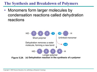 Copyright © 2005 Pearson Education, Inc. publishing as Benjamin Cummings
The Synthesis and Breakdown of Polymers
• Monomers form larger molecules by
condensation reactions called dehydration
reactions
(a) Dehydration reaction in the synthesis of a polymer
HO H
1 2 3 HO
HO H
1 2 3 4
H
H2O
Short polymer Unlinked monomer
Longer polymer
Dehydration removes a water
molecule, forming a new bond
Figure 5.2A
 