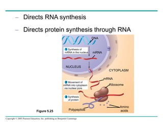 Copyright © 2005 Pearson Education, Inc. publishing as Benjamin Cummings
– Directs RNA synthesis
– Directs protein synthesis through RNA
1
2
3
Synthesis of
mRNA in the nucleus
Movement of
mRNA into cytoplasm
via nuclear pore
Synthesis
of protein
NUCLEUS
CYTOPLASM
DNA
mRNA
Ribosome
Amino
acids
Polypeptide
mRNA
Figure 5.25
 