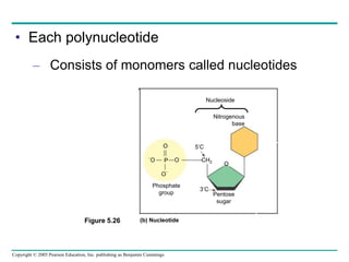 Copyright © 2005 Pearson Education, Inc. publishing as Benjamin Cummings
• Each polynucleotide
– Consists of monomers called nucleotides
Nitrogenous
base
Nucleoside
O
O
O


O P CH2
5’C
3’C
Phosphate
group Pentose
sugar
(b) Nucleotide
Figure 5.26
O
 
