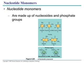 Copyright © 2005 Pearson Education, Inc. publishing as Benjamin Cummings
Nucleotide Monomers
• Nucleotide monomers
– Are made up of nucleosides and phosphate
groups
(c) Nucleoside components
Figure 5.26
CH
CH
Uracil (in RNA)
U
Ribose (in RNA)
Nitrogenous bases
Pyrimidines
C
N
N
C
O
H
NH2
CH
CH
O
C
N
H
CH
HN
C
O
C
CH3
N
HN
C
C
H
O
O
Cytosine
C
Thymine (in DNA)
T
N
HC
N C
C
N
C
CH
N
NH2 O
N
HC
N
H
H
C
C
N
NH
C
NH2
Adenine
A
Guanine
G
Purines
O
HOCH2
H
H H
OH
H
O
HOCH2
H
H H
OH
H
Pentose sugars
Deoxyribose (in DNA) Ribose (in RNA)
OH
OH
CH
CH
Uracil (in RNA)
U
4’
5”
3’
OH H
2’
1’
5”
4’
3’ 2’
1’
 