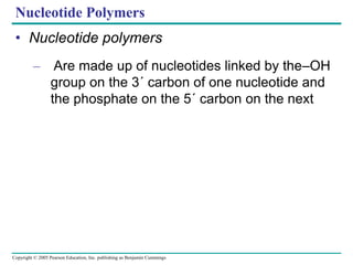 Copyright © 2005 Pearson Education, Inc. publishing as Benjamin Cummings
Nucleotide Polymers
• Nucleotide polymers
– Are made up of nucleotides linked by the–OH
group on the 3´ carbon of one nucleotide and
the phosphate on the 5´ carbon on the next
 