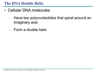 Copyright © 2005 Pearson Education, Inc. publishing as Benjamin Cummings
The DNA Double Helix
• Cellular DNA molecules
– Have two polynucleotides that spiral around an
imaginary axis
– Form a double helix
 