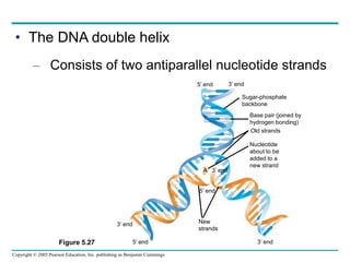 Copyright © 2005 Pearson Education, Inc. publishing as Benjamin Cummings
• The DNA double helix
– Consists of two antiparallel nucleotide strands
3’ end
Sugar-phosphate
backbone
Base pair (joined by
hydrogen bonding)
Old strands
Nucleotide
about to be
added to a
new strand
A
3’ end
3’ end
5’ end
New
strands
3’ end
5’ end
5’ end
Figure 5.27
 