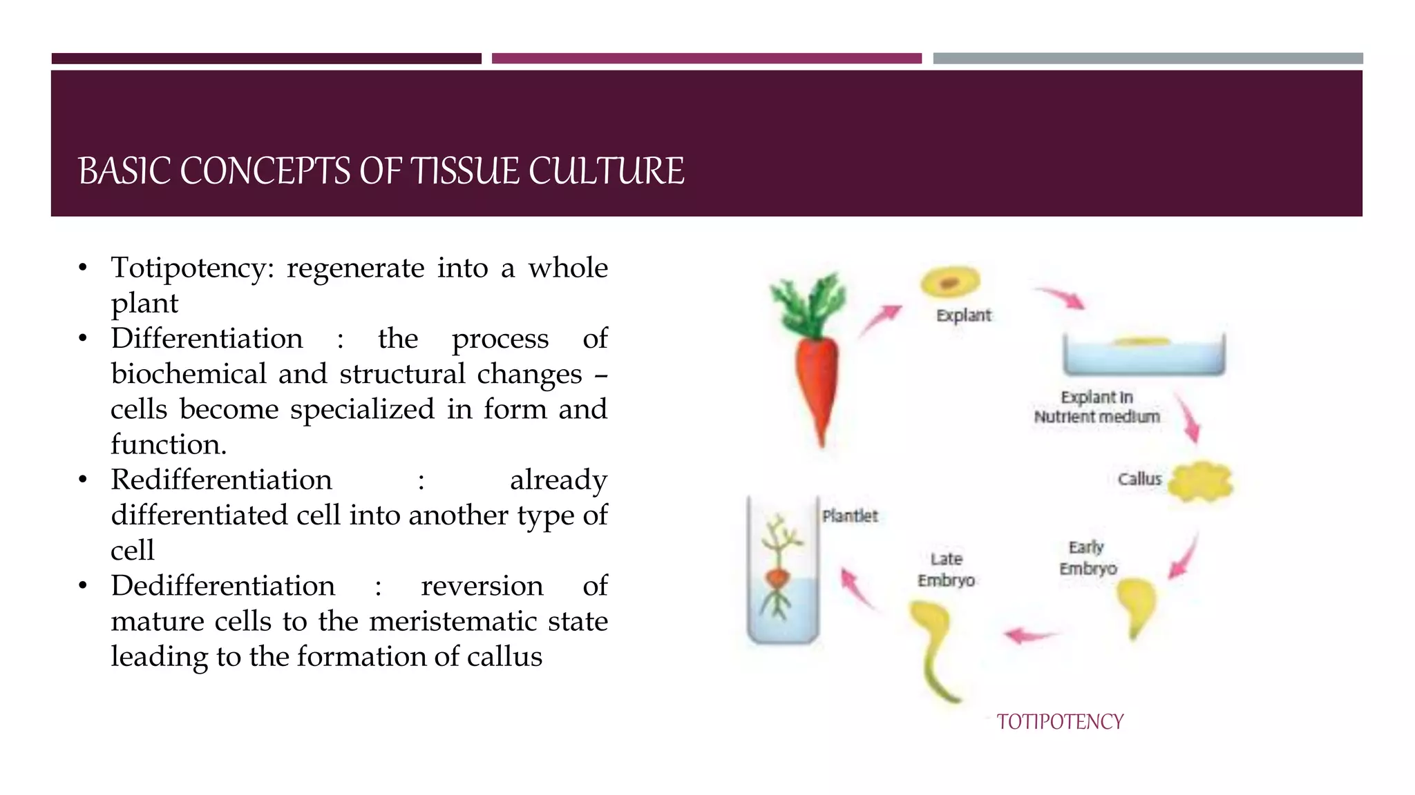 Tissue Formatipo Chapter 5 tissue culture | PPTX