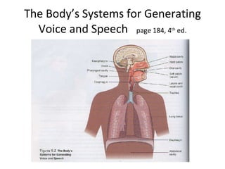 The Body’s Systems for Generating Voice and Speech  page 184, 4 th  ed. 