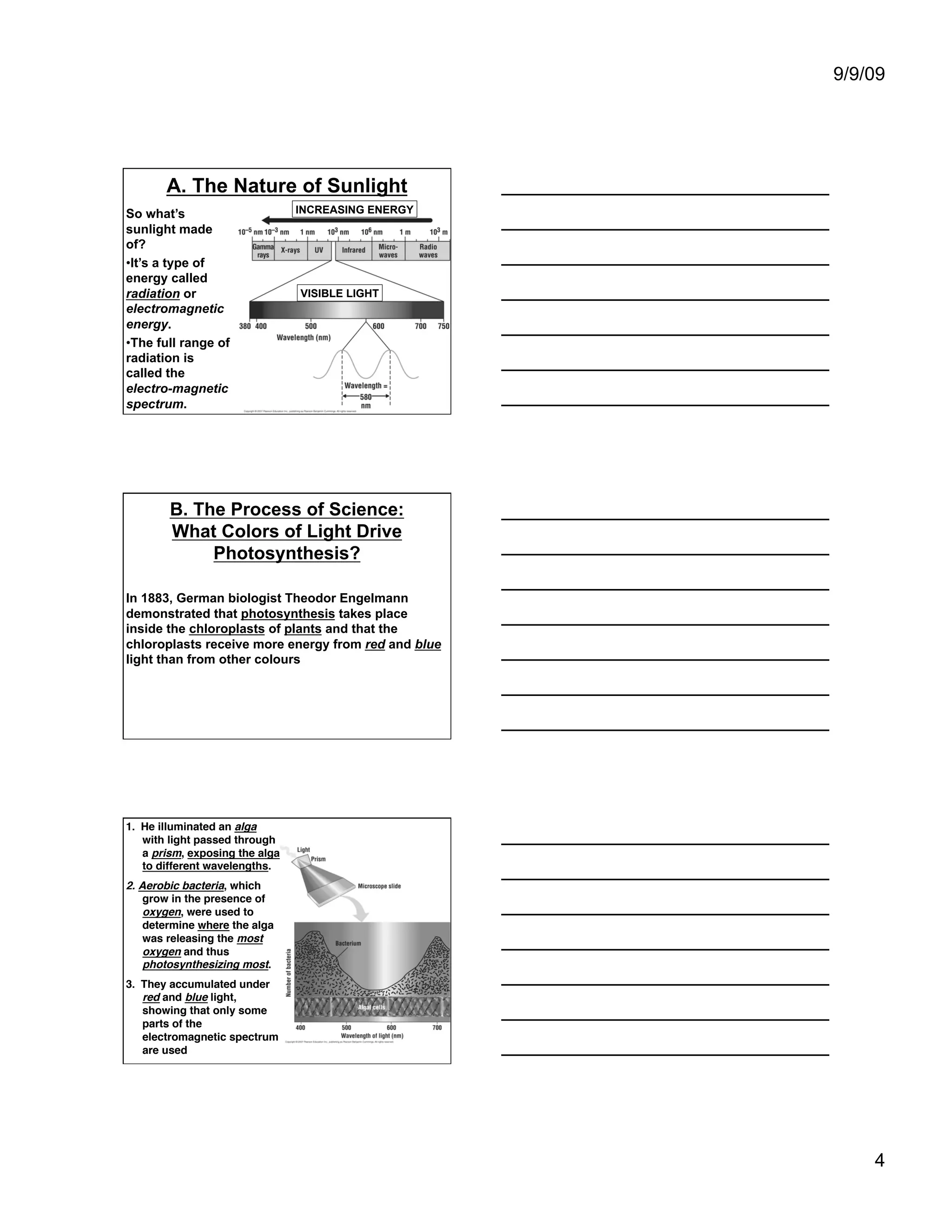 9/9/09




       A. The Nature of Sunlight
So what’s                        INCREASING ENERGY
sunlight made
of?
• It’s a type of
energy called
radiation or                     VISIBLE LIGHT
electromagnetic
energy.
• The full range of
radiation is
called the
electro-magnetic
spectrum.




        B. The Process of Science:
        What Colors of Light Drive
             Photosynthesis?

In 1883, German biologist Theodor Engelmann
demonstrated that photosynthesis takes place
inside the chloroplasts of plants and that the
chloroplasts receive more energy from red and blue
light than from other colours




1.  He illuminated an alga
    with light passed through
    a prism, exposing the alga
    to different wavelengths.
2.  Aerobic bacteria, which
     grow in the presence of
     oxygen, were used to
     determine where the alga
     was releasing the most
     oxygen and thus
     photosynthesizing most.
3.  They accumulated under
    red and blue light,
    showing that only some
    parts of the
    electromagnetic spectrum
    are used




                                                         4
 