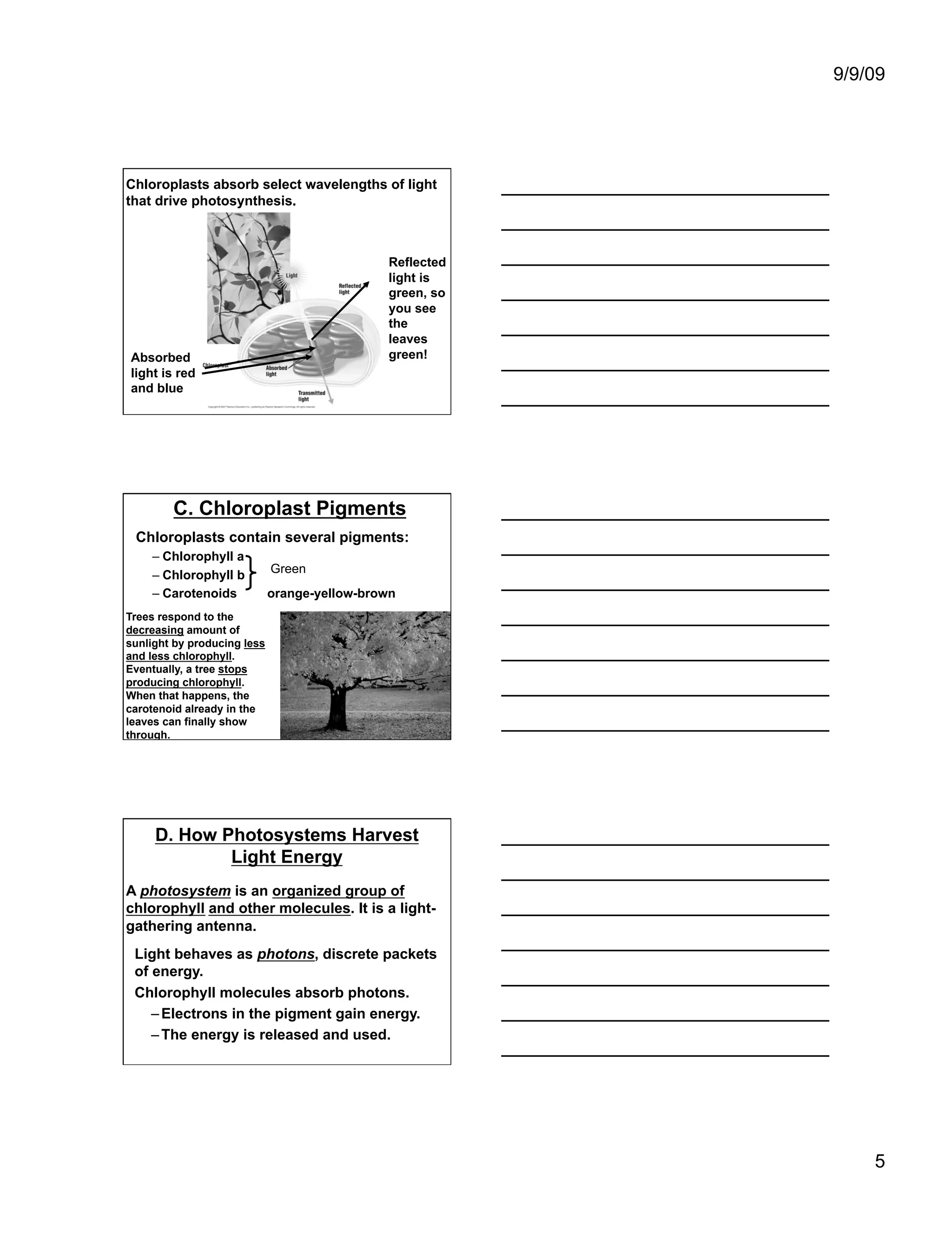9/9/09




Chloroplasts absorb select wavelengths of light
that drive photosynthesis.



                                              Reflected
                                              light is
                                              green, so
                                              you see
                                              the
                                              leaves
Absorbed                                      green!
light is red
and blue




        C. Chloroplast Pigments
 Chloroplasts contain several pigments:
    –  Chlorophyll a
    –  Chlorophyll b         Green
    –  Carotenoids           orange-yellow-brown
Trees respond to the
decreasing amount of
sunlight by producing less
and less chlorophyll.
Eventually, a tree stops
producing chlorophyll.
When that happens, the
carotenoid already in the
leaves can finally show
through.




     D. How Photosystems Harvest
             Light Energy
A photosystem is an organized group of
chlorophyll and other molecules. It is a light-
gathering antenna.
 Light behaves as photons, discrete packets
 of energy.
 Chlorophyll molecules absorb photons.
    – Electrons in the pigment gain energy.
    – The energy is released and used.




                                                              5
 