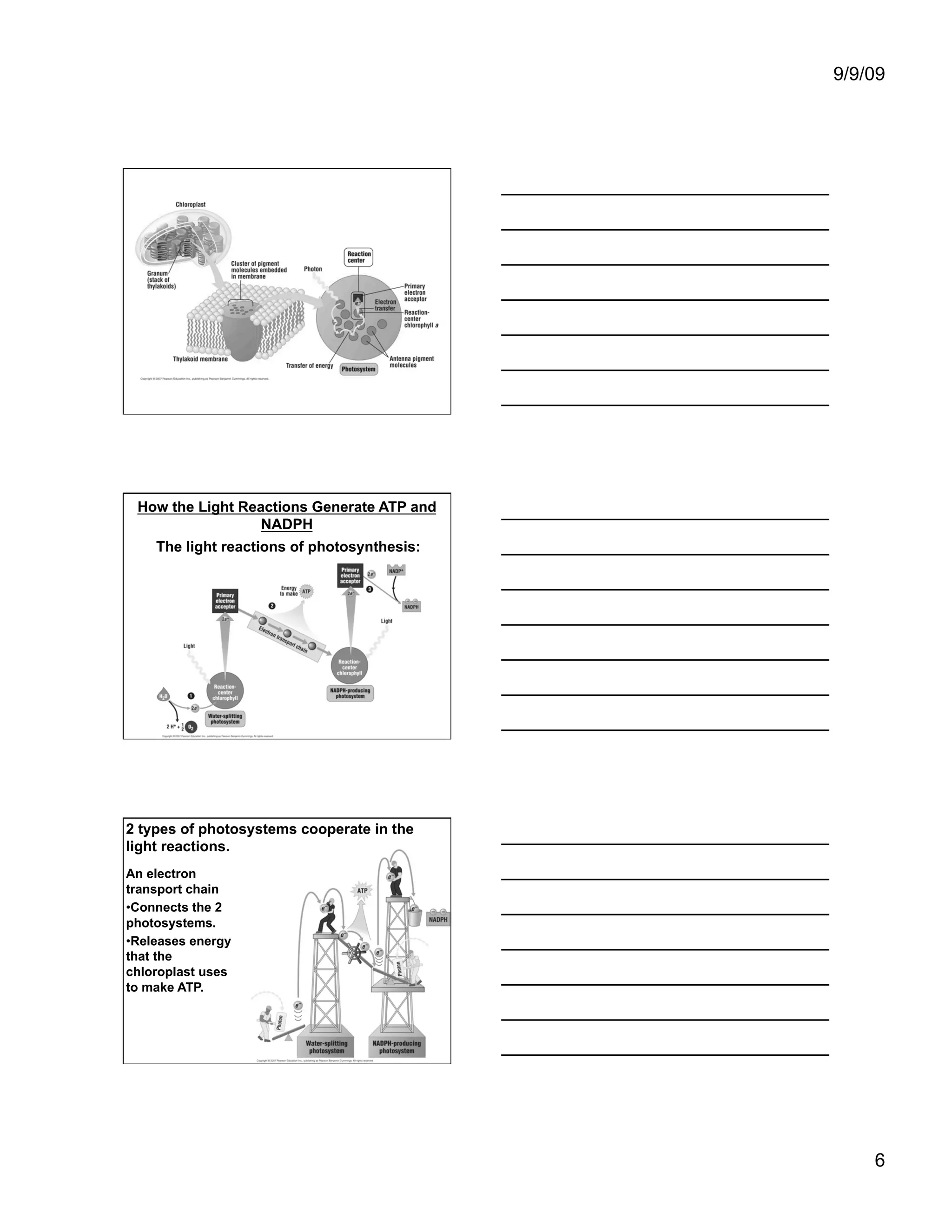9/9/09




 How the Light Reactions Generate ATP and
                  NADPH
    The light reactions of photosynthesis:




2 types of photosystems cooperate in the
light reactions.
An electron
transport chain
• Connects the 2
photosystems.
• Releases energy
that the
chloroplast uses
to make ATP.




                                                 6
 
