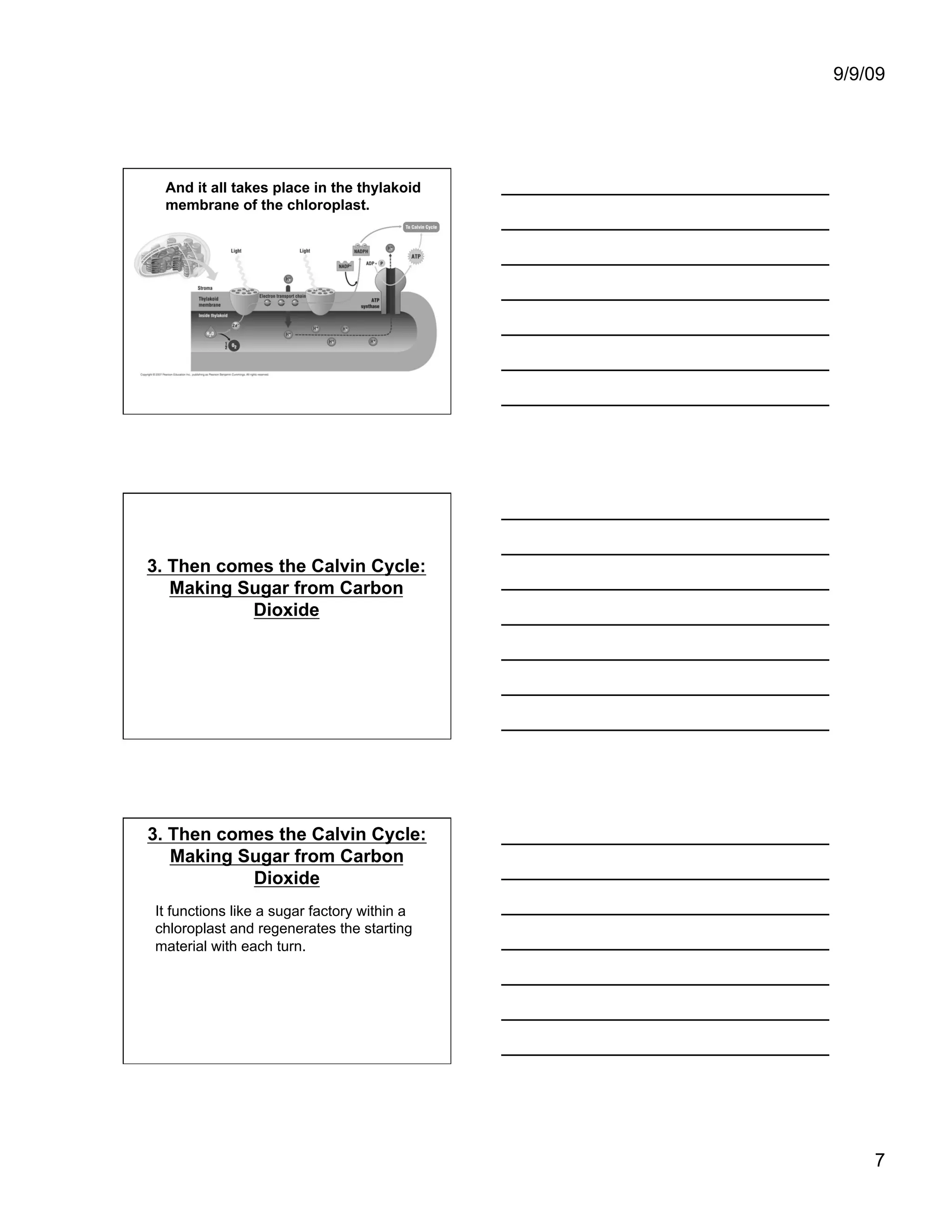 9/9/09




  And it all takes place in the thylakoid
  membrane of the chloroplast.




3. Then comes the Calvin Cycle:
   Making Sugar from Carbon
           Dioxide




3. Then comes the Calvin Cycle:
   Making Sugar from Carbon
           Dioxide
It functions like a sugar factory within a
chloroplast and regenerates the starting
material with each turn.




                                                 7
 