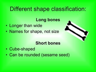 The Skeletal System - Chapter 6 | PPT