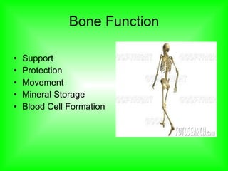 The Skeletal System - Chapter 6 | PPT