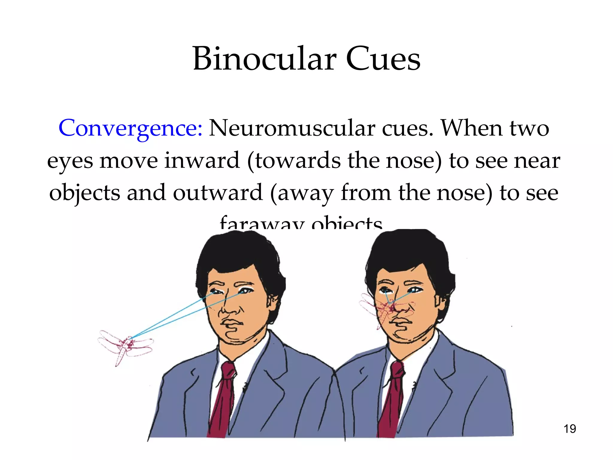 Binocular Cues Convergence:   Neuromuscular cues. When two eyes move inward (towards the nose) to see near objects and outward (away from the nose) to see faraway objects. 