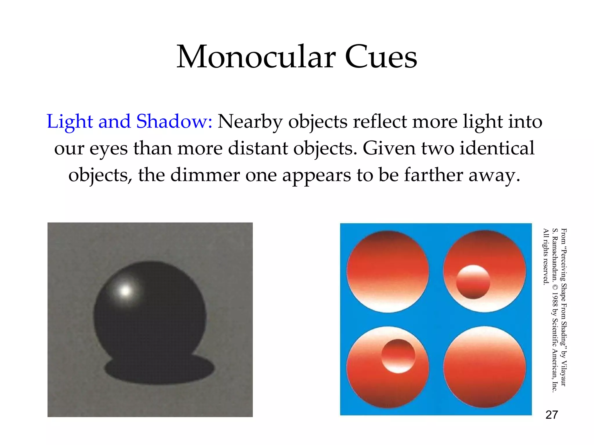 Monocular Cues Light and Shadow:   Nearby objects reflect more light into our eyes than more distant objects. Given two identical objects, the dimmer one appears to be farther away. From “Perceiving Shape From Shading” by Vilayaur  S. Ramachandran. © 1988 by Scientific American, Inc.  All rights reserved. 