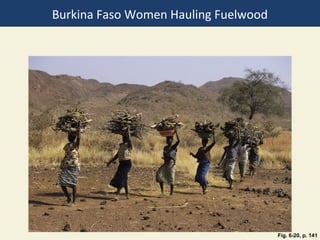 Burkina Faso Women Hauling Fuelwood




                                      Fig. 6-20, p. 141
 