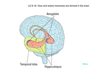 Menu LO 6.16  How and where memories are formed in the brain 