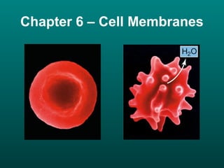 Chapter 6 – Cell Membranes
 