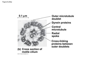 Figure 6.24ba




                 0.1 µm                Outer microtubule
                                       doublet
                                       Dynein proteins
                                       Central
                                       microtubule
                                       Radial
                                       spoke
                                       Cross-linking
                                       proteins between
                                       outer doublets
                (b) Cross section of
                    motile cilium
 